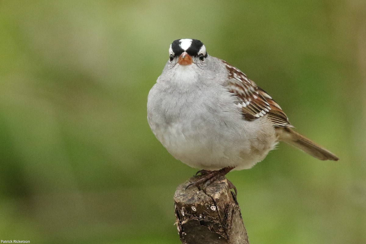 White-crowned Sparrow - ML157399671