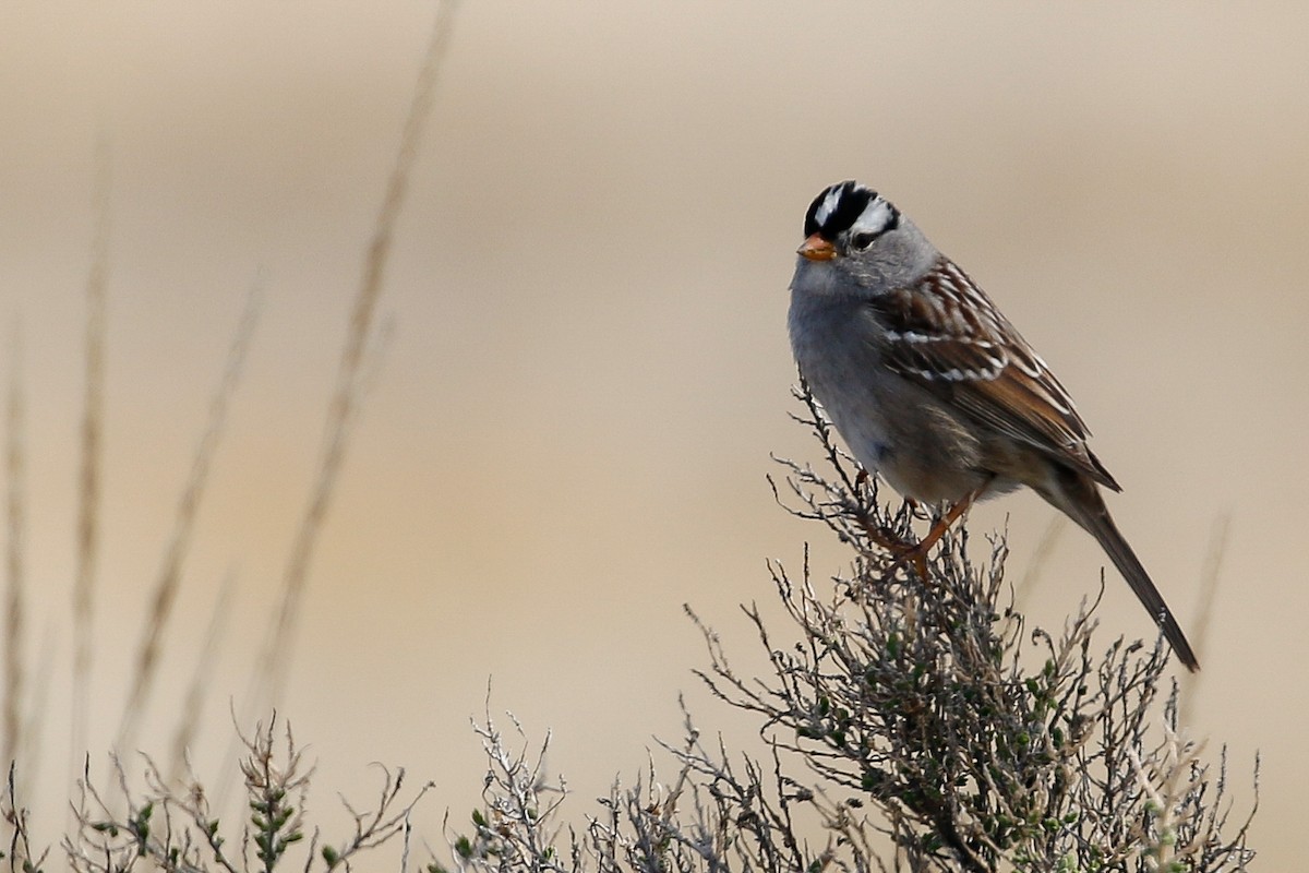 White-crowned Sparrow - ML157400421