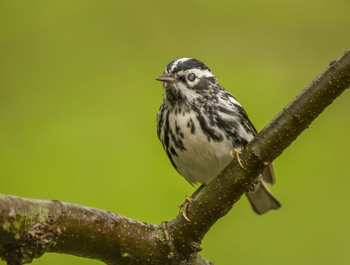 Black-and-white Warbler - ML157400741