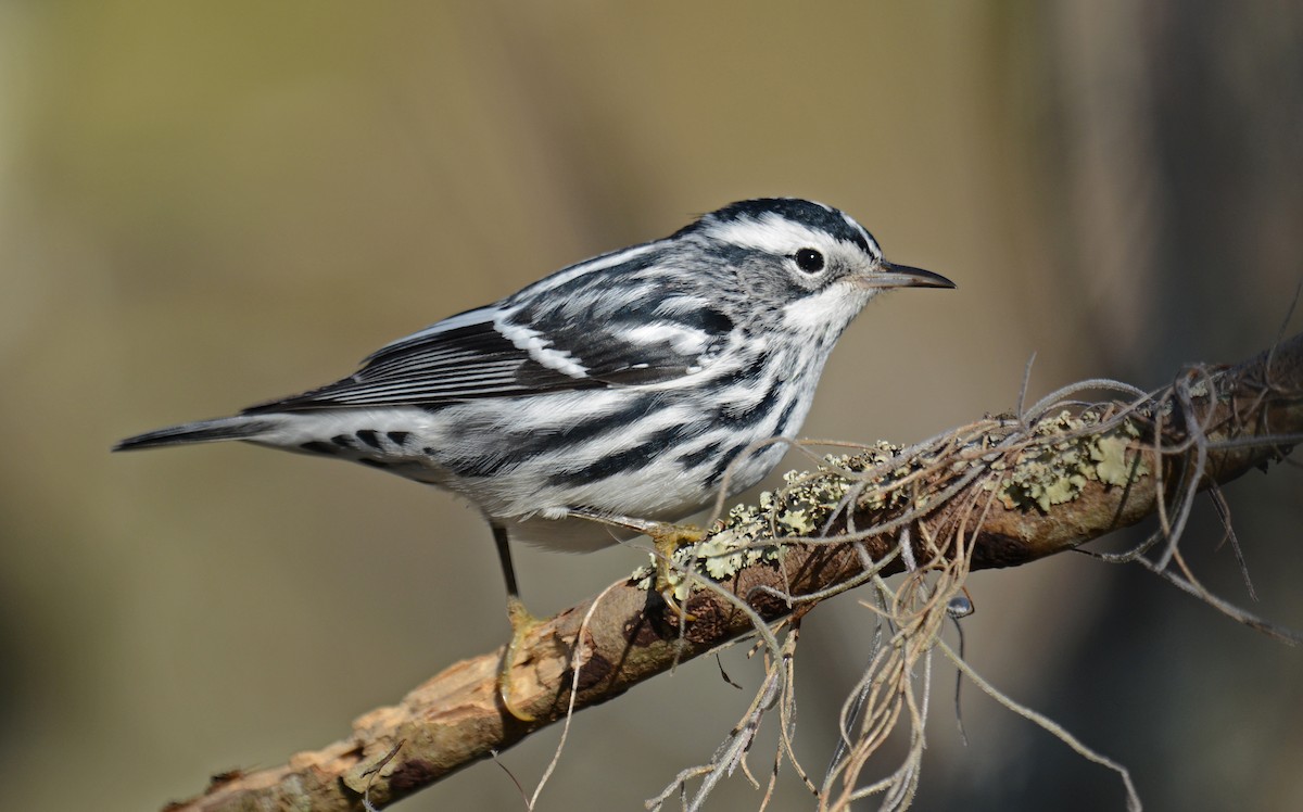 Black-and-white Warbler - Jeremy Cohen