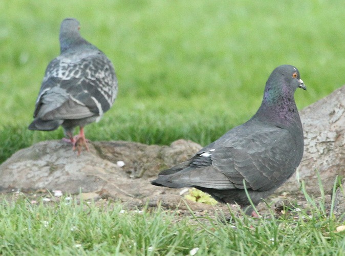 Rock Pigeon (Feral Pigeon) - ML157403411