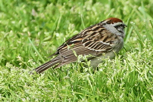 Chipping Sparrow - ML157403501