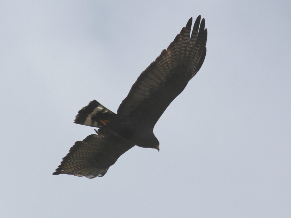 Zone-tailed Hawk - Kent Fiala