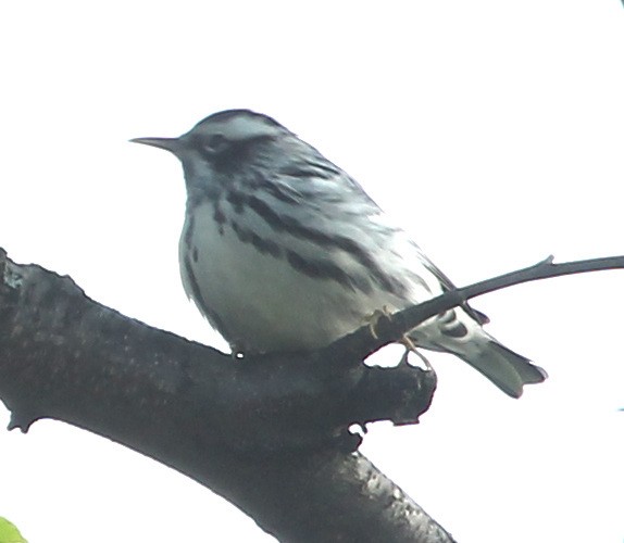 Black-and-white Warbler - ML157403891