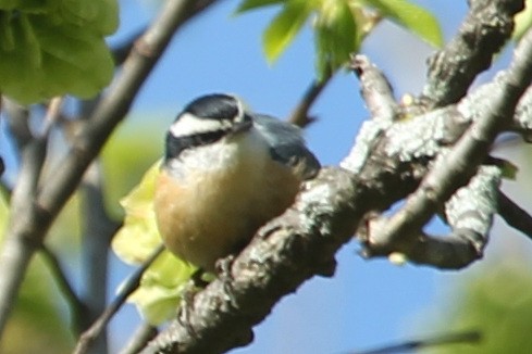 Red-breasted Nuthatch - ML157405101