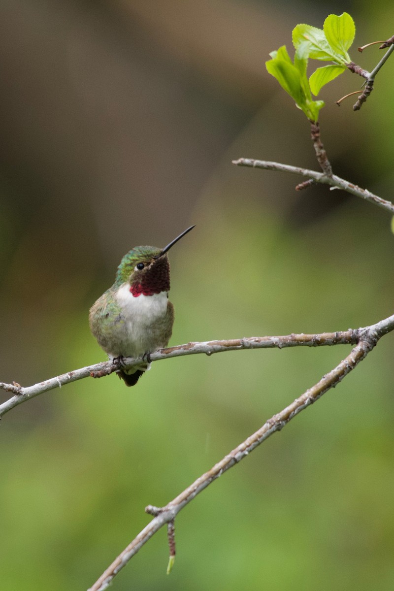 Broad-tailed Hummingbird - ML157410311