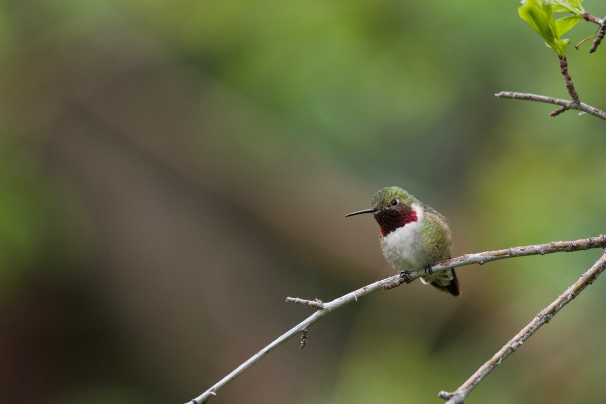 Broad-tailed Hummingbird - Christian  Nunes