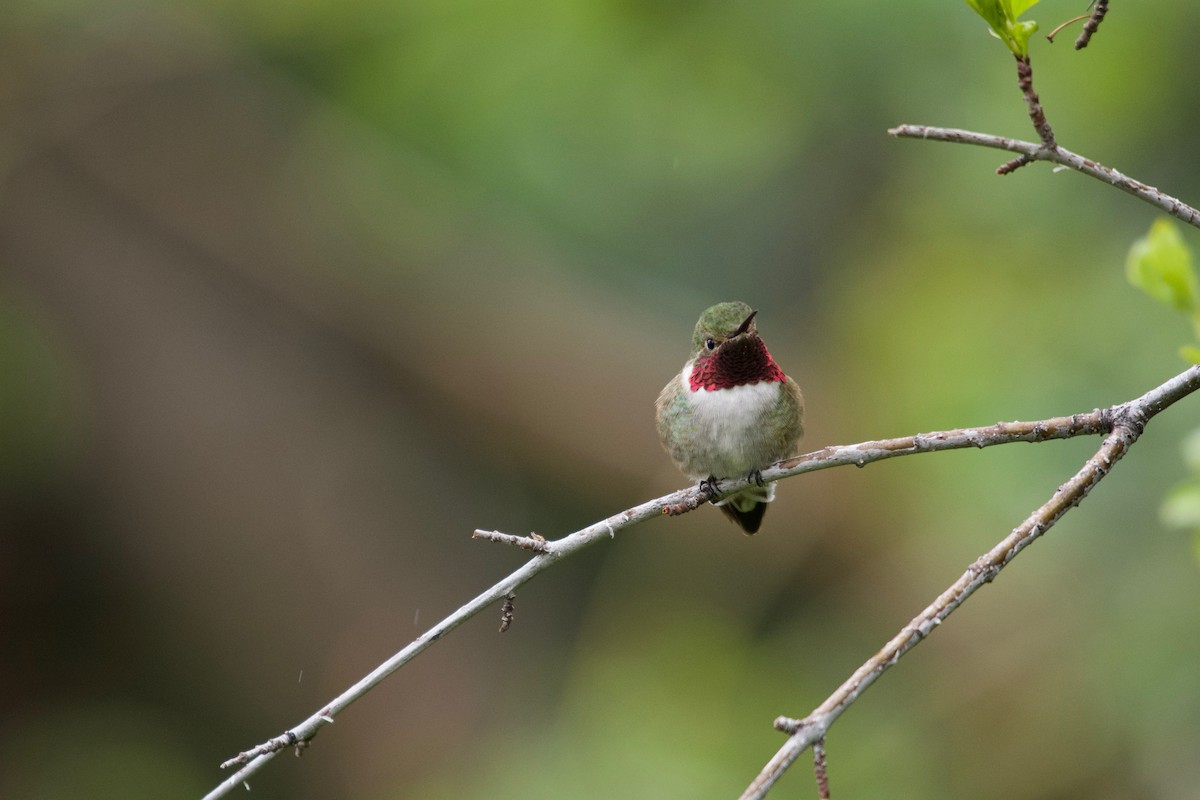 Broad-tailed Hummingbird - ML157410411