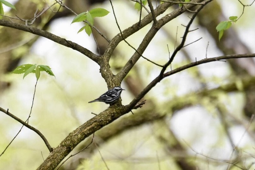 Black-and-white Warbler - ML157411901