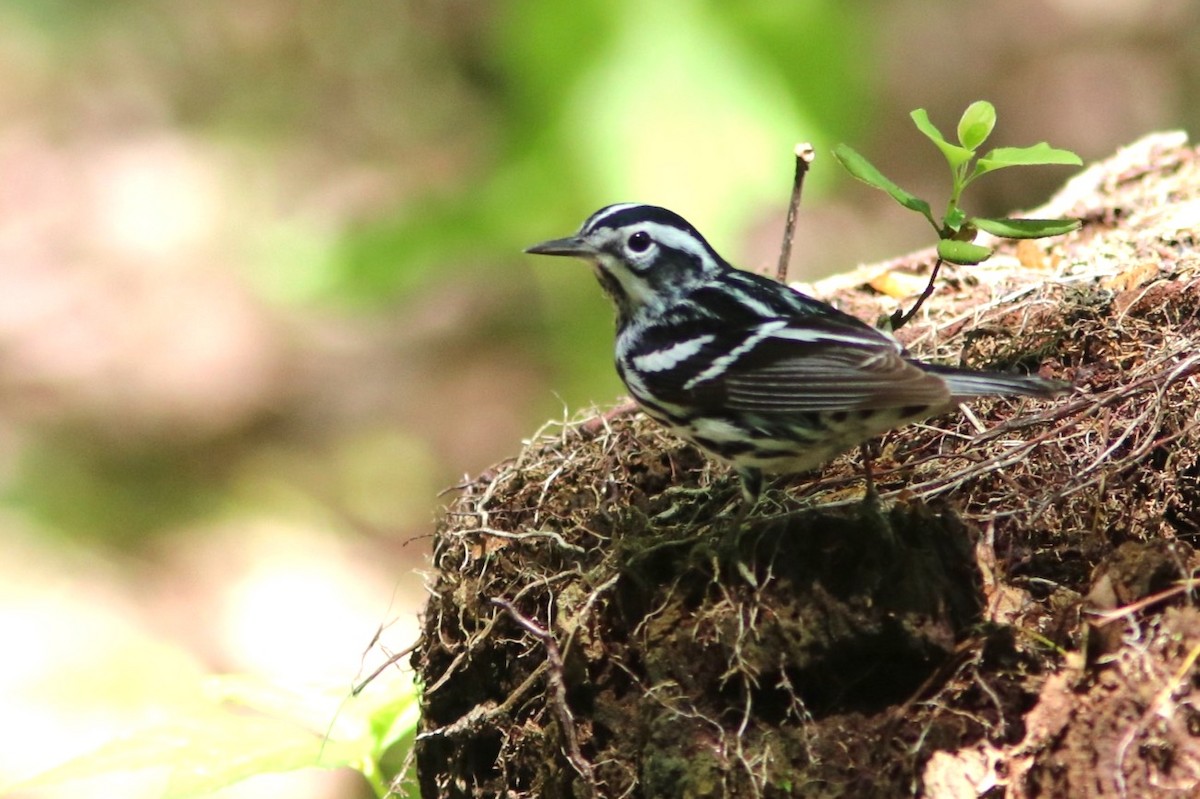 Black-and-white Warbler - ML157411911