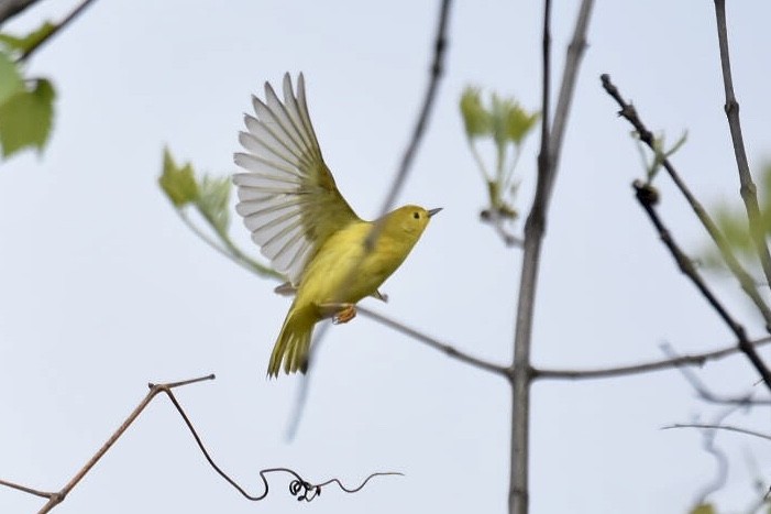 Yellow Warbler - L Tamraz