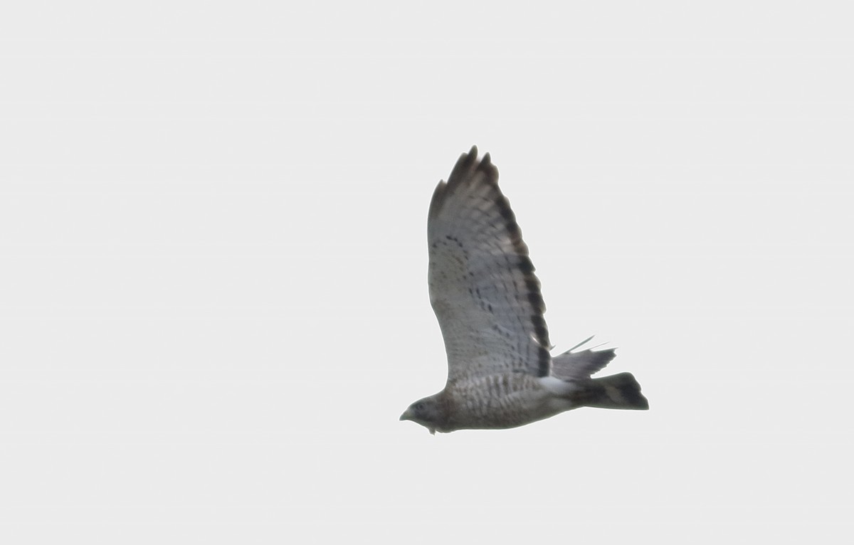 Broad-winged Hawk - Phillip Odum