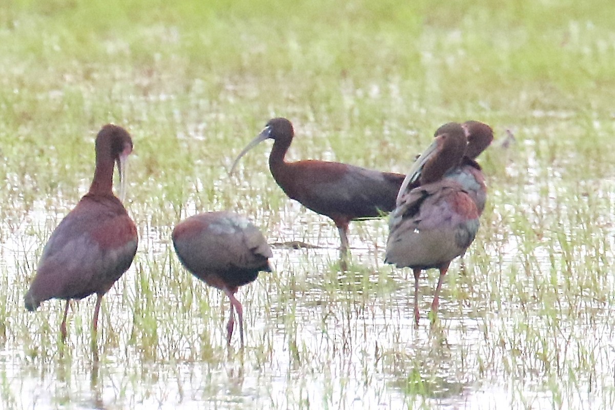 ibis hnědý - ML157414991