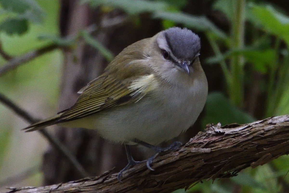 Red-eyed Vireo - Colleen Duncan