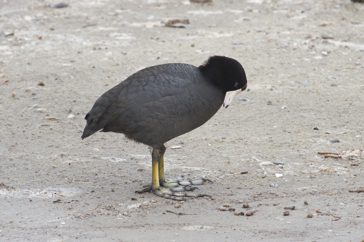 American Coot (Red-shielded) - ML157422281