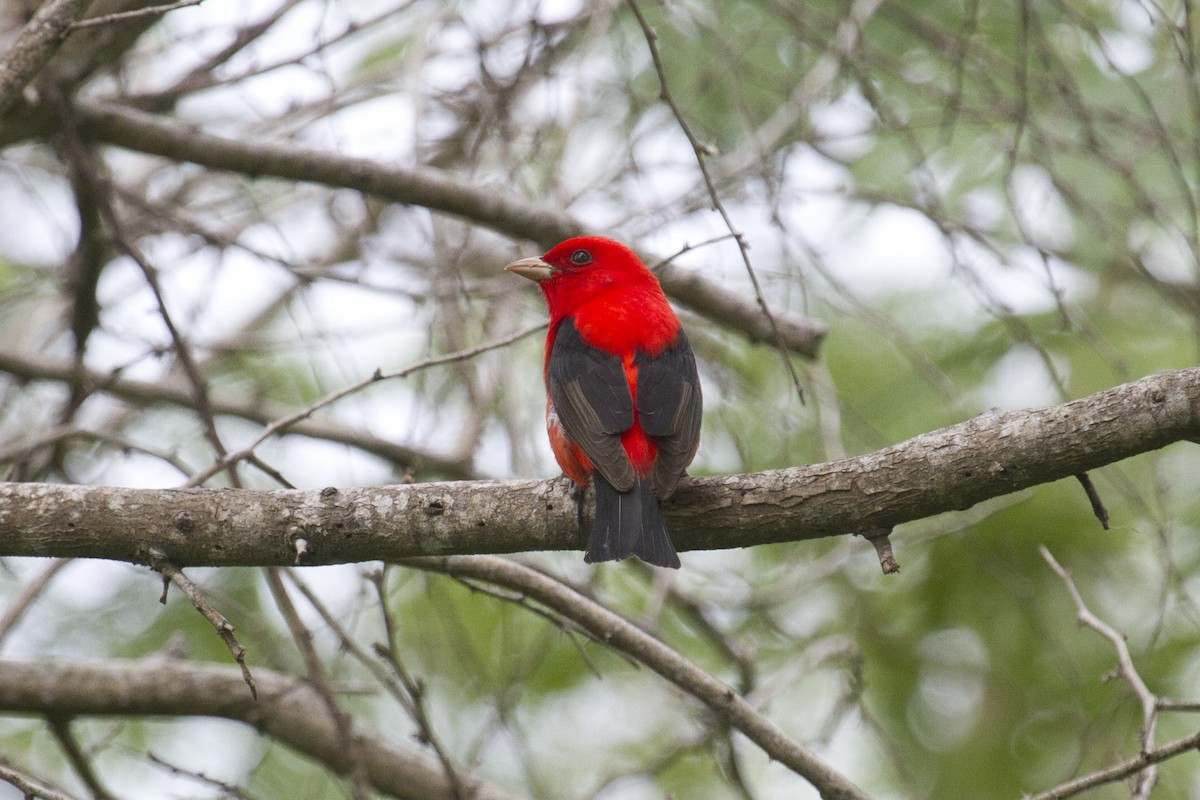 Scarlet Tanager - ML157422711