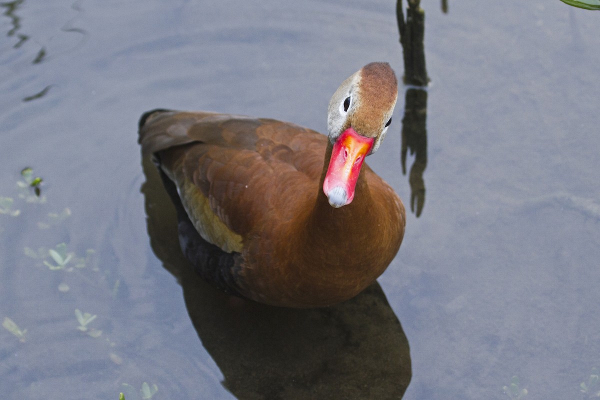 Black-bellied Whistling-Duck - ML157424371