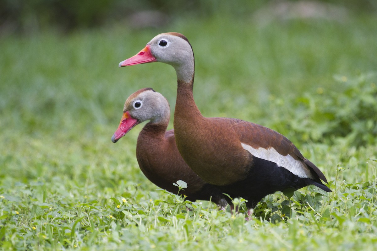Black-bellied Whistling-Duck - Liam Wolff