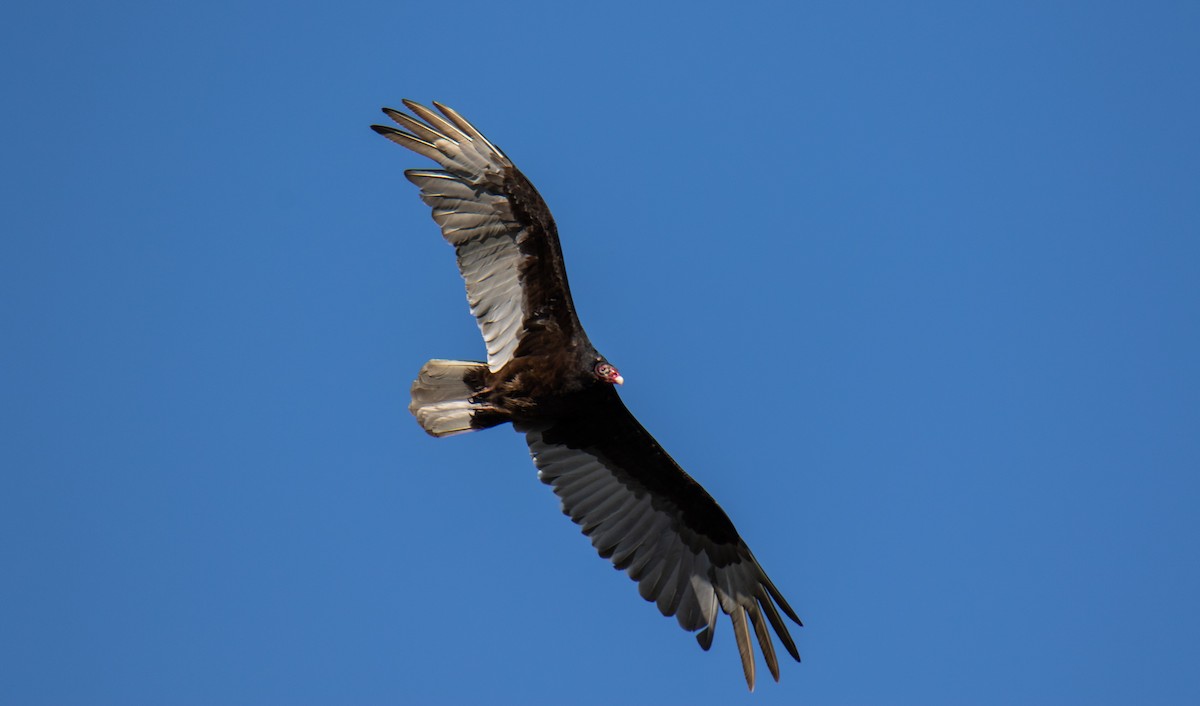 Turkey Vulture - Paul Brooks