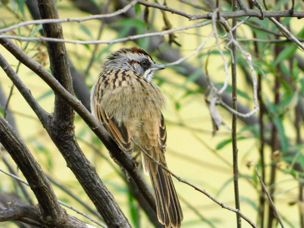 Yungas Sparrow - Nicolás Bejarano