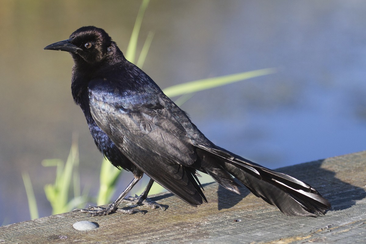 Boat-tailed Grackle - ML157428441
