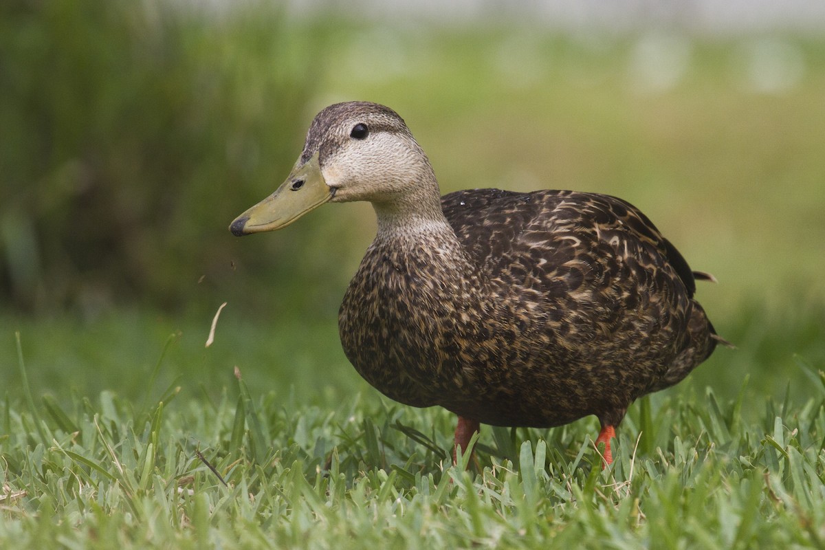 Mottled Duck (Gulf Coast) - Liam Wolff
