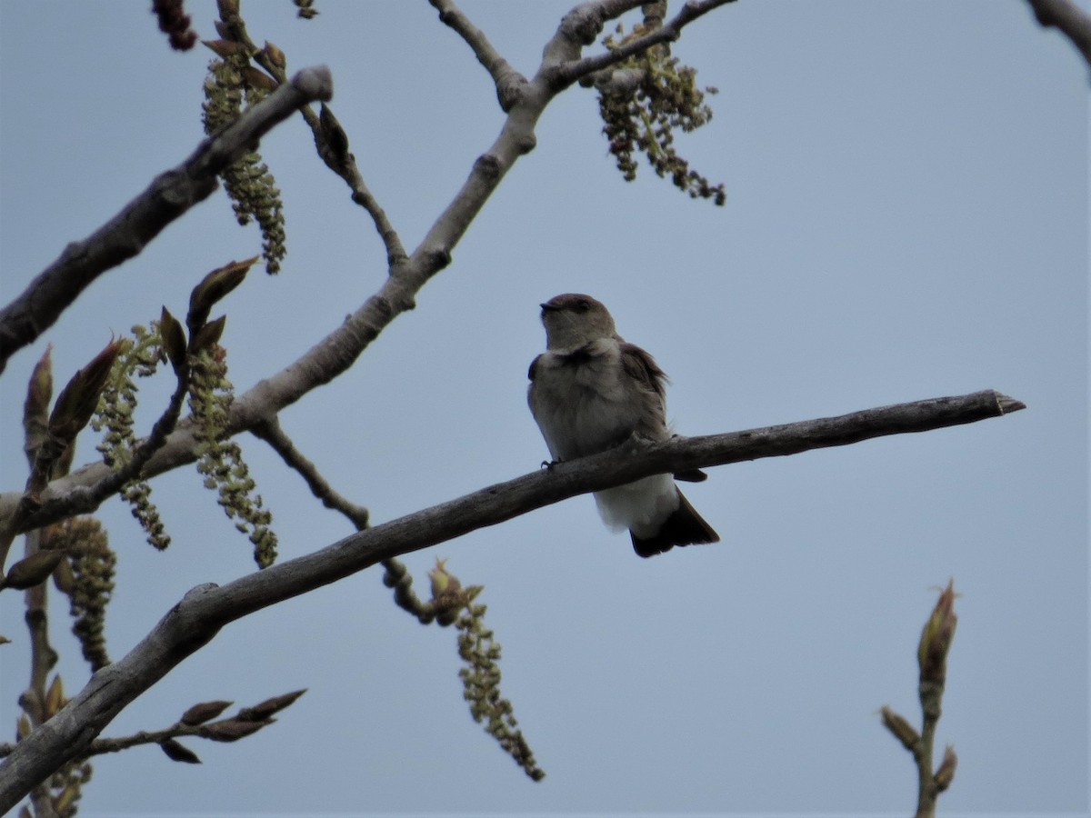 Northern Rough-winged Swallow - ML157430521