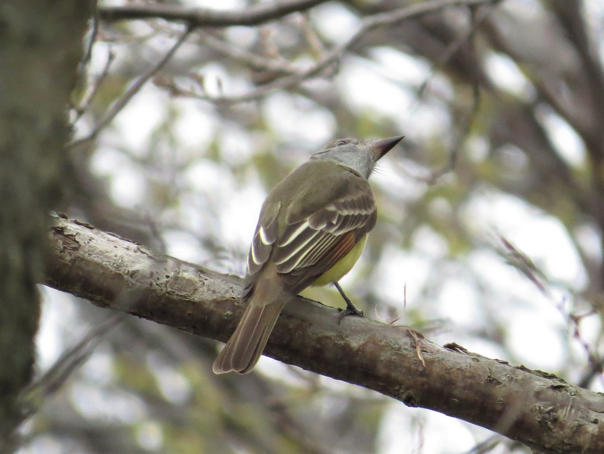 Great Crested Flycatcher - ML157430801