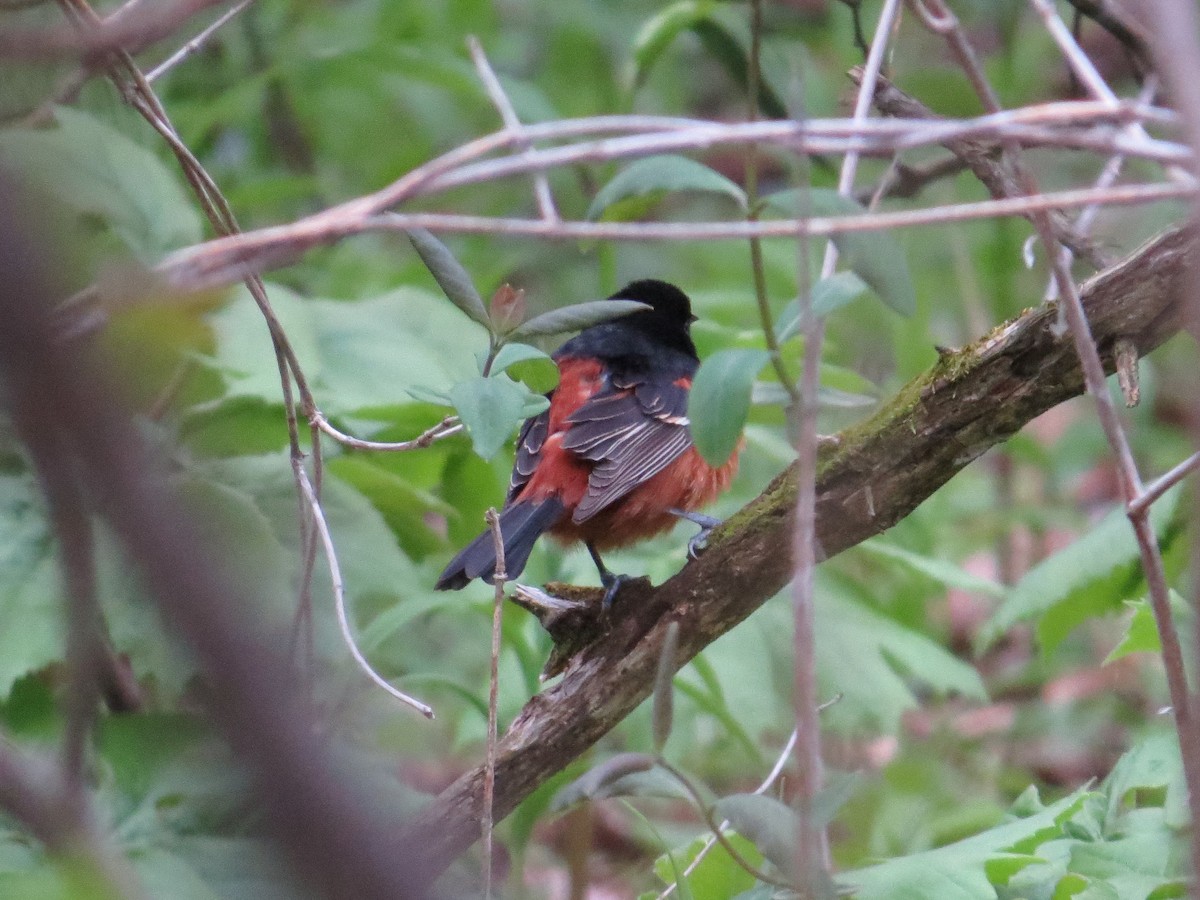 Orchard Oriole - ML157430961