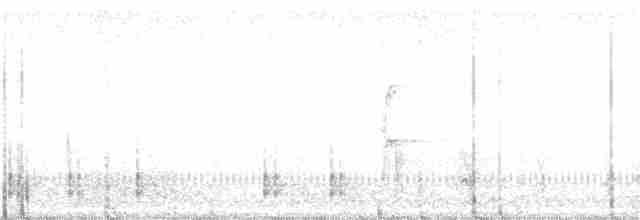Дятел-смоктун білочеревий - ML157431371