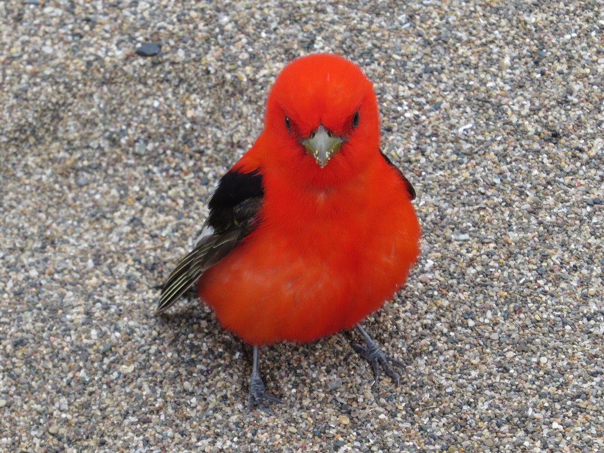 Scarlet Tanager - ML157431511