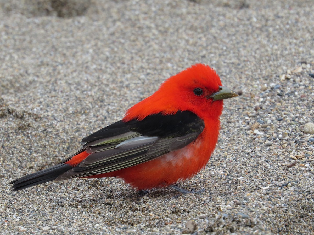 Scarlet Tanager - ML157431551