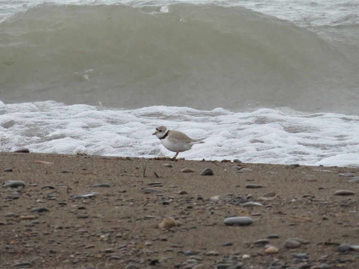 Piping Plover - ML157431971