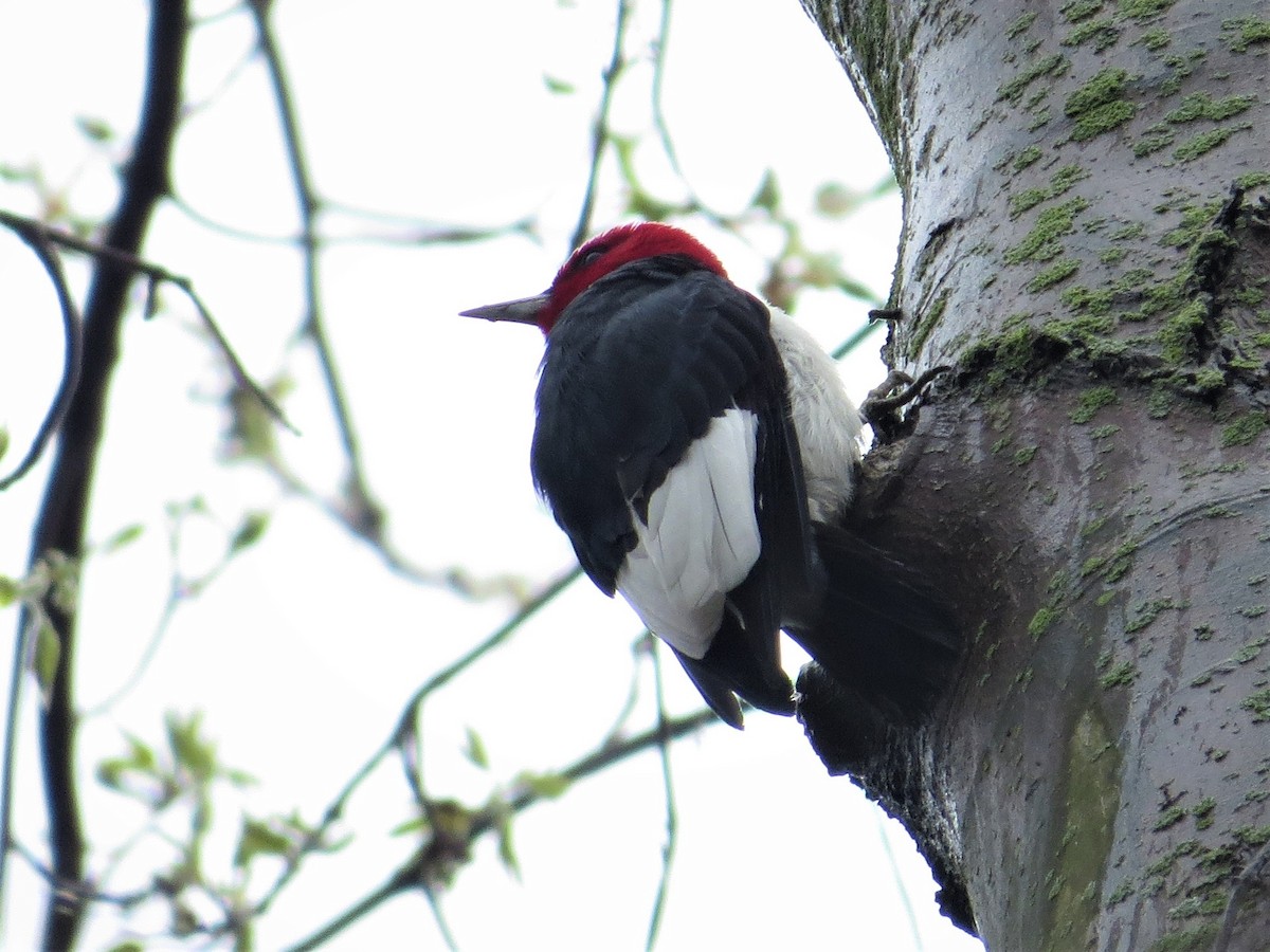 Red-headed Woodpecker - ML157432551