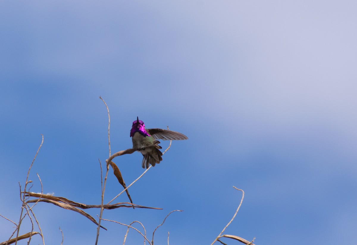 Costa's Hummingbird - ML157433541