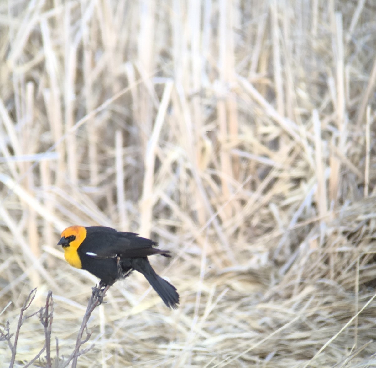 Yellow-headed Blackbird - ML157434451