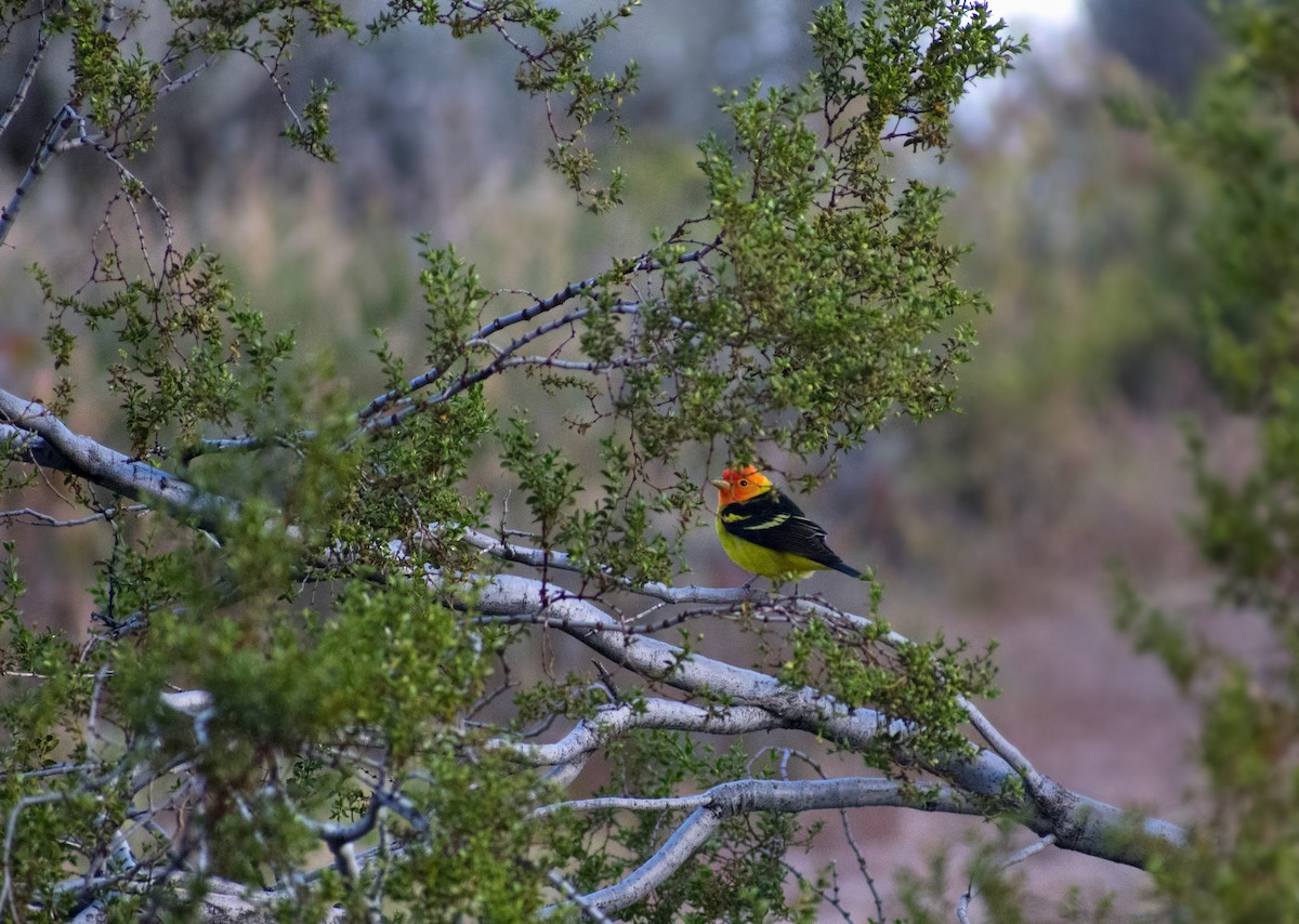 Western Tanager - ML157434631