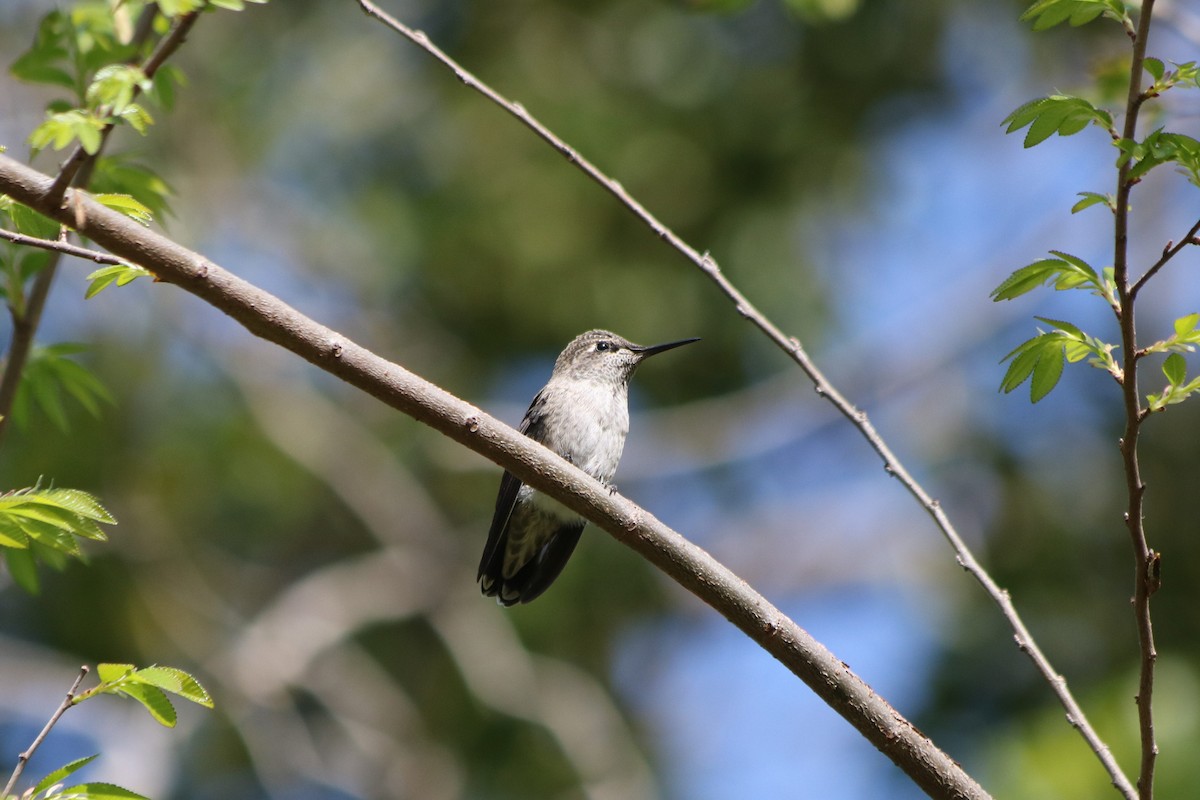 Anna's Hummingbird - ML157437441