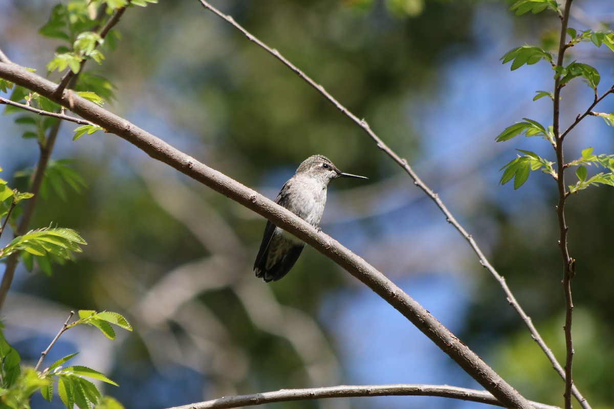 Anna's Hummingbird - ML157437451