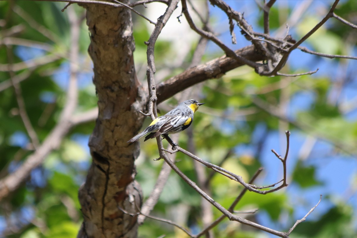 Yellow-rumped Warbler (Audubon's) - ML157437471