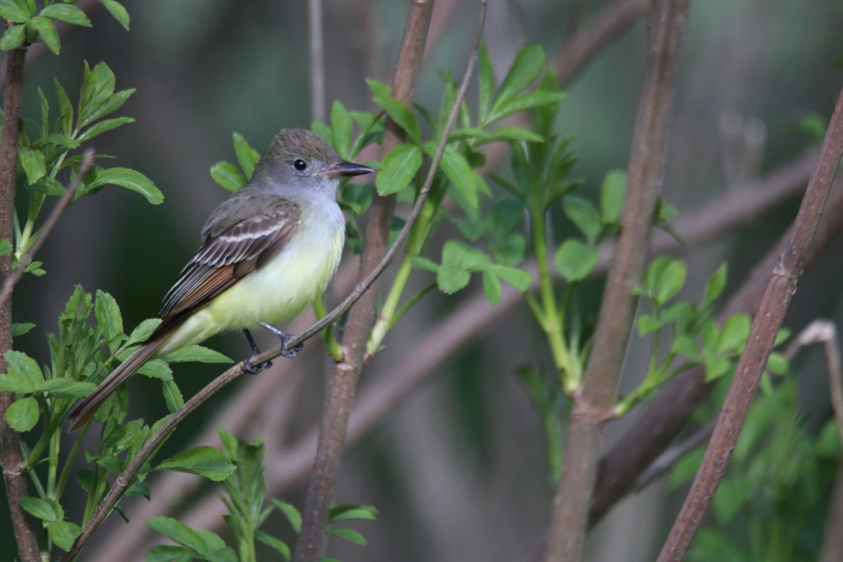 Great Crested Flycatcher - ML157440531