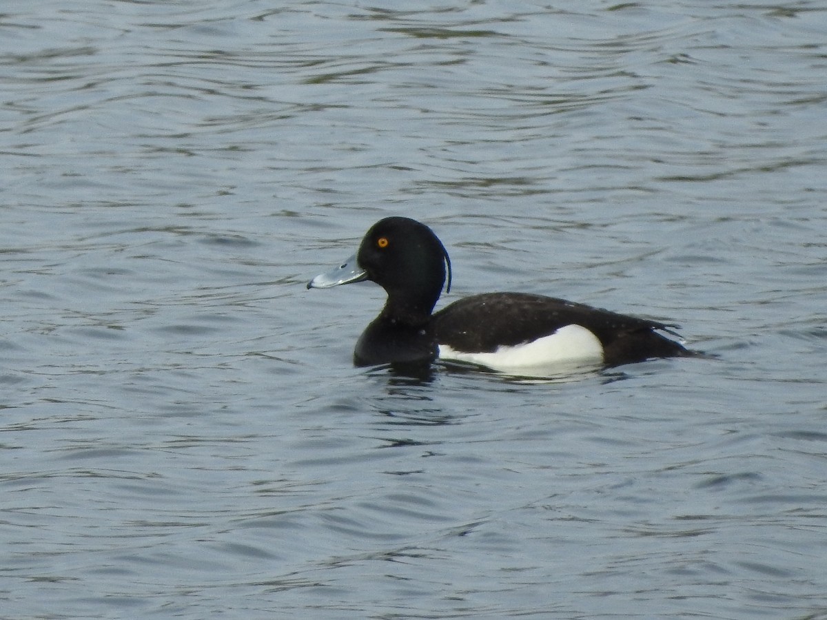 Tufted Duck - Larry Chapin