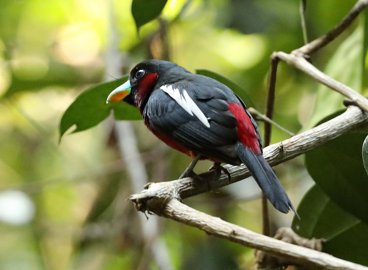 Black-and-red Broadbill - Ly Lan Le Do