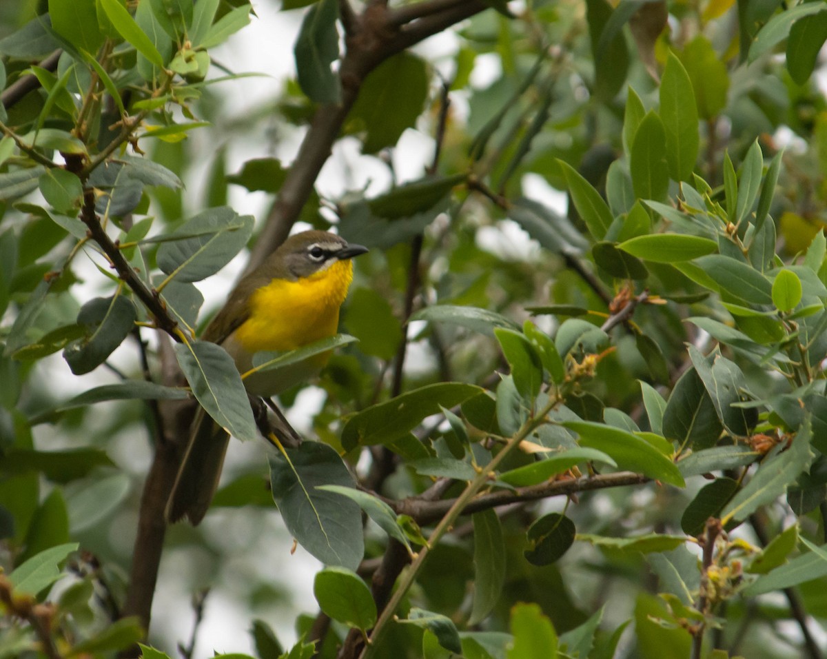 Yellow-breasted Chat - ML157452331