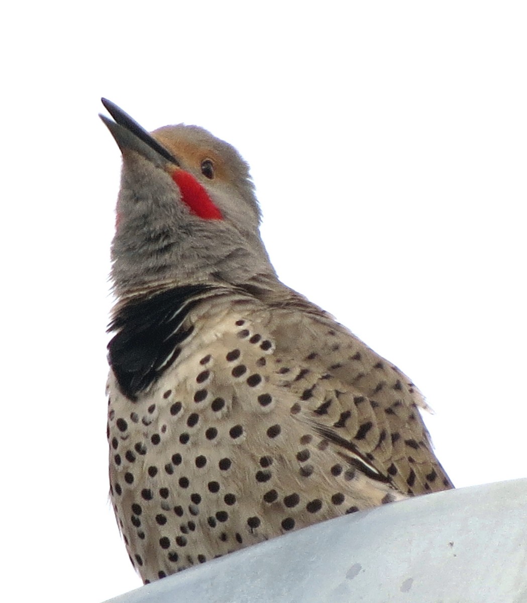 Northern Flicker (Red-shafted) - ML157458801