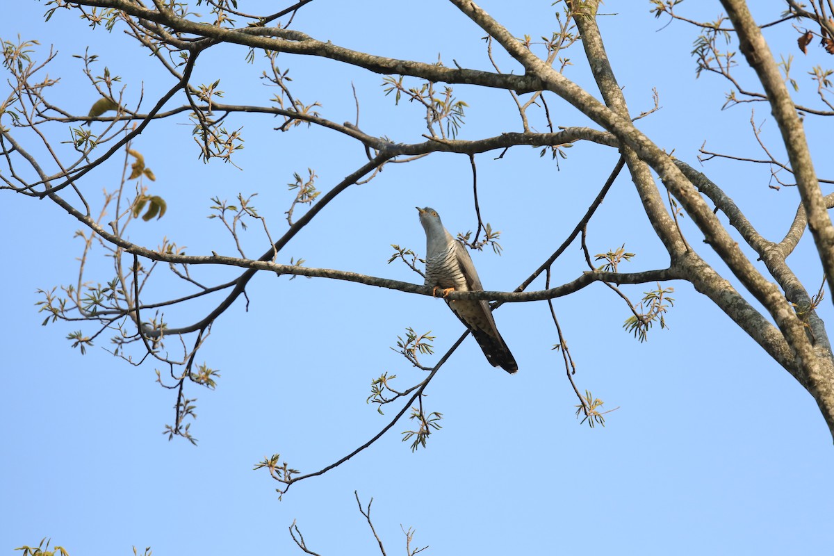 Common Cuckoo - ML157460571