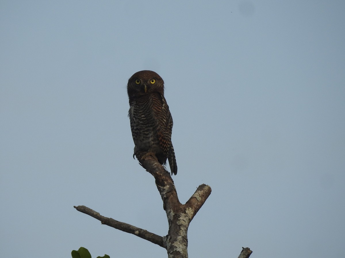 Jungle Owlet - Manoj Karingamadathil