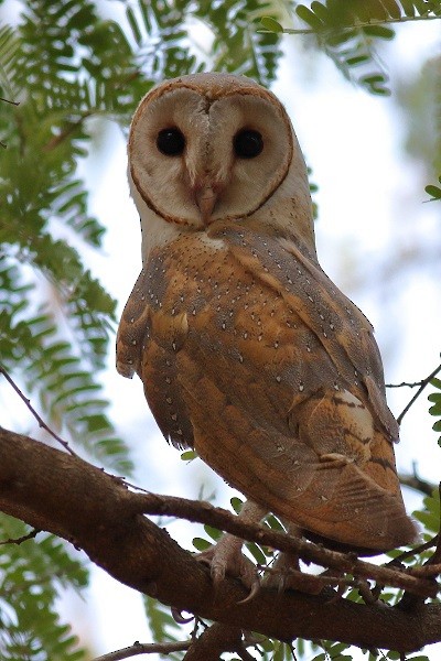 Barn Owl - Raghavendra Mayagundi
