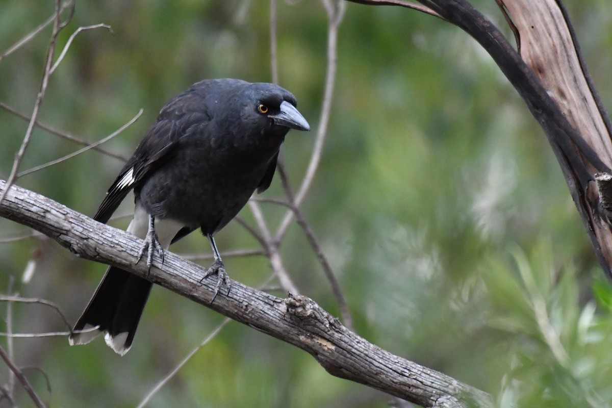 Pied Currawong - ML157468201
