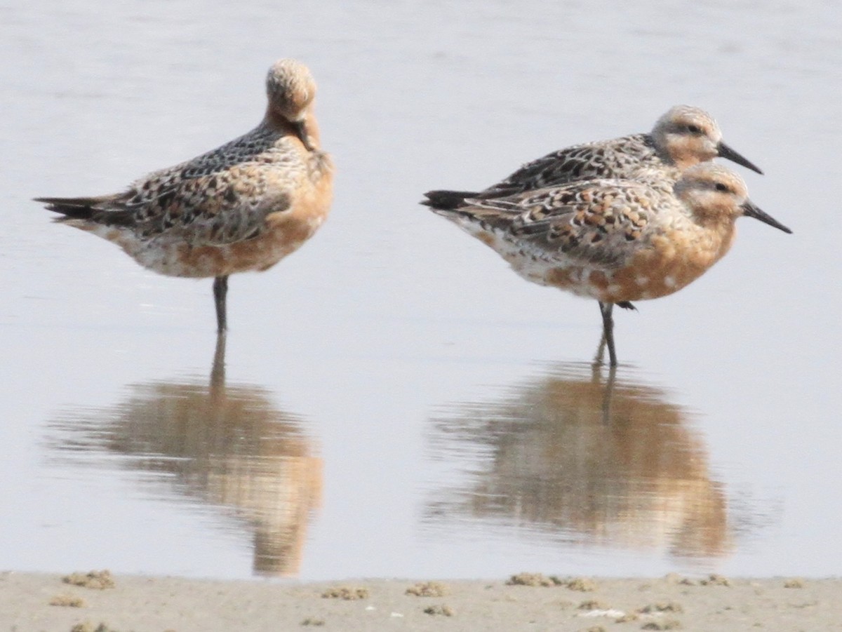 Red Knot - ML157468741